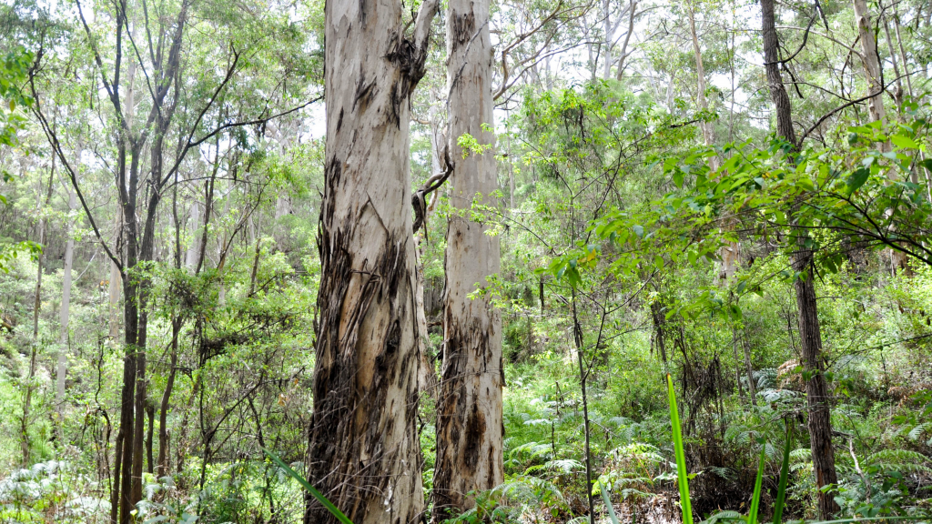 Australian Jarrah Tree