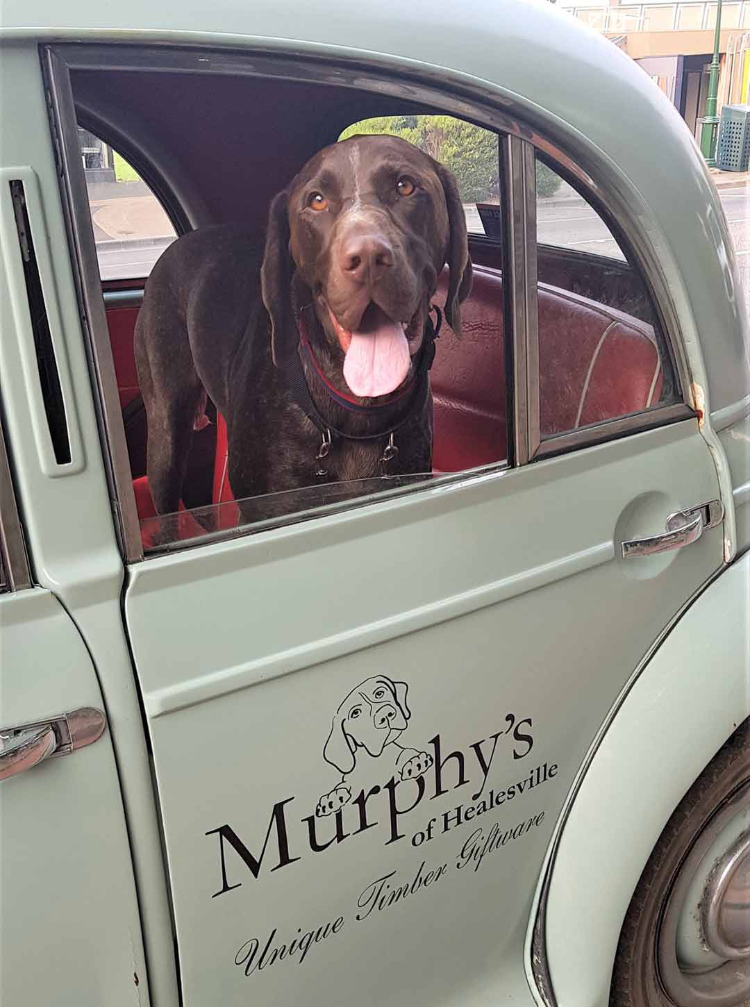 Murphy the dog, the inspiration for the business name of Murphy's of Healesville.
